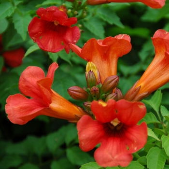 Campsis x tagliabuana 'Takarazuka Fresa' - Summer Jazz™ Fire Trumpet Vine