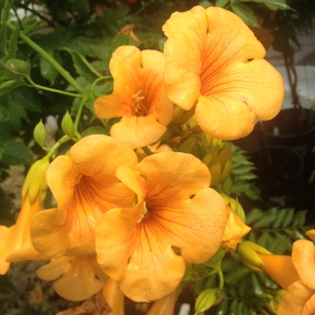 Campsis x tagliabuana 'Takarazuka Gold' - Summer Jazz™ Sunrise Gold Trumpet Vine