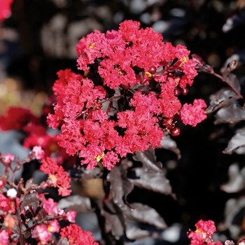 Lagerstroemia 'Ebony Embers' - Crapemyrtle