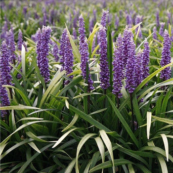 Lirope muscari 'Royal Purple' - Liriope