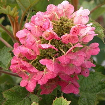 Hydrangea quercifolia 'Ruby Slippers' (Qakleaf Hydrangea) - Ruby Slippers Qakleaf Hydrangea