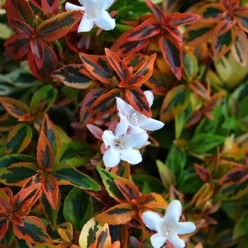 Abelia x grandiflora 'Kaleidoscope' - Abelia