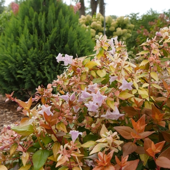 Abelia x grandiflora 'Minacara1' PP30430 - Funshine®