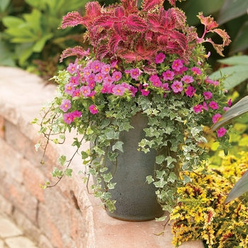 Hedera helix 'Glacier' (Glacier Ivy) - Proven Accents® Glacier