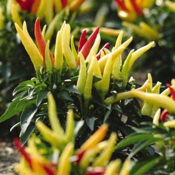 Capsicum annuum 'Chilly Chili' - Hot Pepper