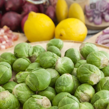 Brassica oleracea 'Long Island' - Brussels Sprouts