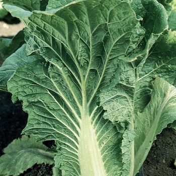 Brassica rapa - Chinese Cabbage-Michihli