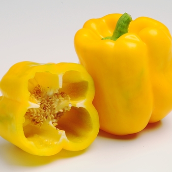 Capsicum annuum 'Admiral' - Pepper