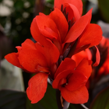Canna x generalis - Cannova&reg; Bronze Scarlet