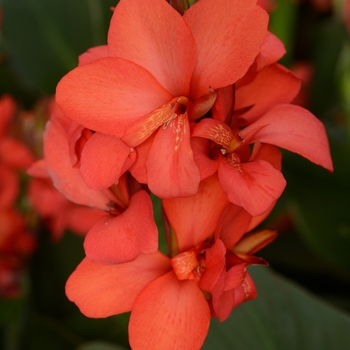 Canna x generalis - Cannova&reg; Red Shades