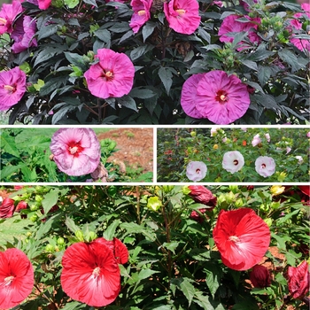 Hibiscus hybrid 'Summerific Series' - Summerific®
