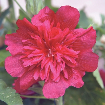 Alcea 'Indian Springs Celebrities Carmine' - Hollyhock