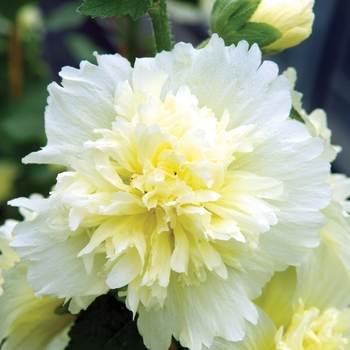 Alcea Celebrities 'Lemon' - Hollyhock