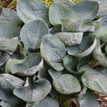 Hosta 'Big Mama' - Hosta