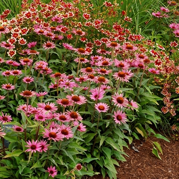 Echinacea 'Satin Nights' - Coneflower