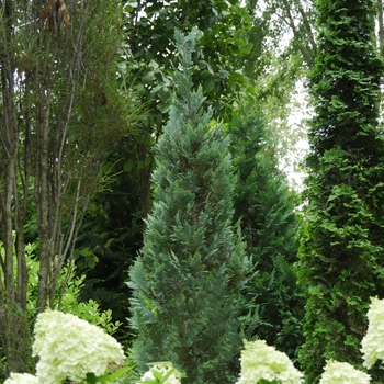 Chamaecyparis lawsoniana 'SMNCLBF' PP30707 - Pinpoint® Blue False Cypress