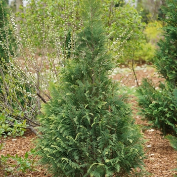 Chamaecyparis lawsoniana 'SMNCLGTB' PP30708 (False Cypress) - Pinpoint® Blue and Gold