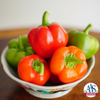 Capsicum annuum 'Chili Pie' - Pepper