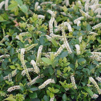 Sweetspire Itea virginica - Scentlandia®