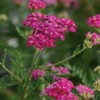 Achillea millefolium - Song Siren™ Layla Yarrow