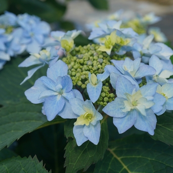 Reblooming Mountain Hydrangea - Tuff Stuff Ah-Ha&reg; 