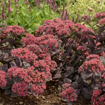 Sedum 'Dazzleberry' - Stonecrop
