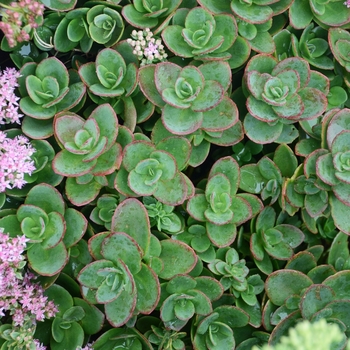 Sedum 'Lime Zinger' - Lime Zinger Stonecrop Sedum