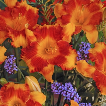 Hemerocallis fulva 'Adorable Tiger' - Daylily