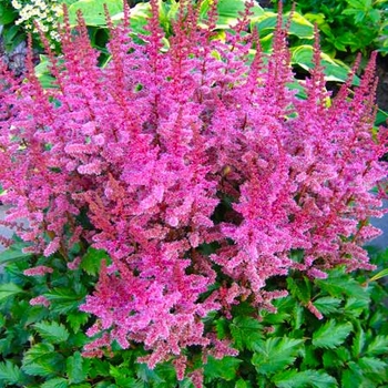 Astilbe chinensis ''Finale'' (False Spirea) - Finale False Spirea