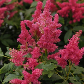 Astilbe 'Fireberry' - False Spirea