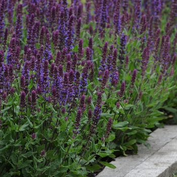 Salvia nemorosa (Meadow Sage) - Lyrical™ Blues 