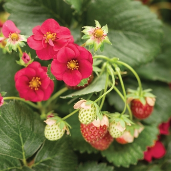 Fragaria ananassa - Berried Treasure&trade; Red