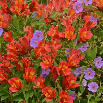 Alstroemeria hybrid 'Inca Joli' - Peruvian Lily