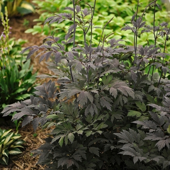 Actaea 'Chocoholic' - Black Snakeroot