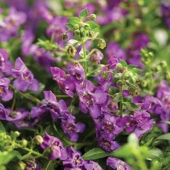 Angelonia a. 'Angelface Cascade Blue' - Carita™ Summer Snapdragon