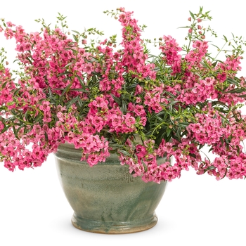 Angelonia a. 'Angelface Cascade Pink' - Carita™ Summer Snapdragon