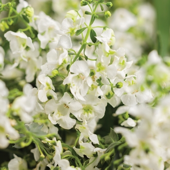 Angelonia a. 'Angelface Cascade White' - Carita™ Summer Snapdragon