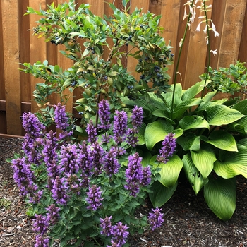 Agastache 'Poquito Dark Blue' - Hummingbird Mint