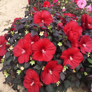 Hibiscus (Rose Mallow) - Summerific® 'Holy Grail'