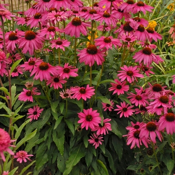 Echinacea hybrid - Butterfly 'Purple Emperor'