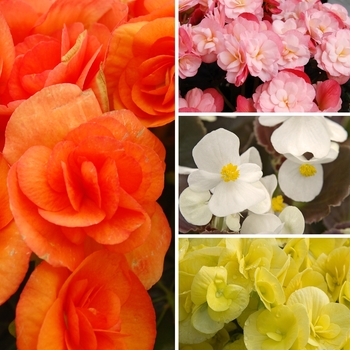 Assorted Varieties - Begonia