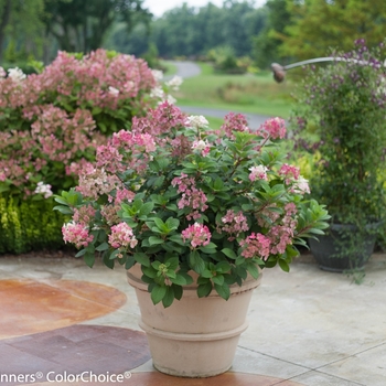Hydrangea paniculata - Little Quick Fire®