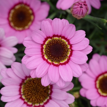 Argyranthemum 'Grandessa Pink Halo' - Argyranthemum