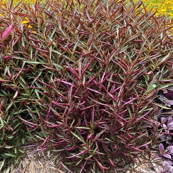 Alternanthera dentata 'Burgundy Threadleaf' - Joesph's Coat