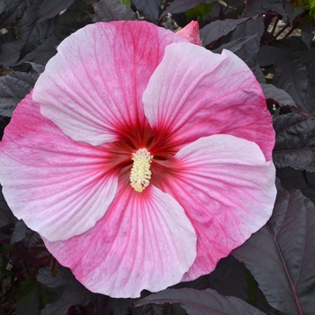 Hibiscus - 'Starry Starry Night' Rose Mallow