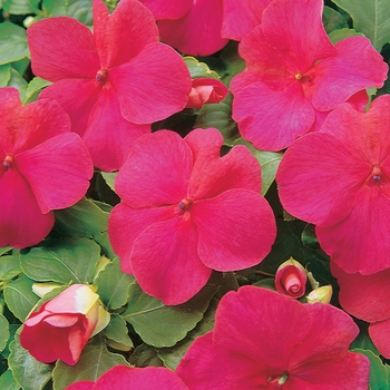 Impatiens walleriana - Super Elfin® 'Lipstick'