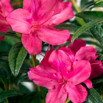 Rhododendron hybrid - Encore&reg; Autumn Jewel&reg;