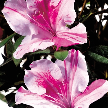 Rhododendron hybrid - Encore&reg; Autumn Twist&reg;