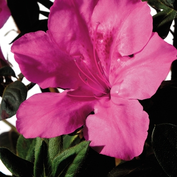 Rhododendron hybrid - Encore&reg; Autumn Sangria&reg;