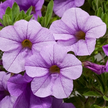 Calibrachoa hybrid - Cruze™ Lavender